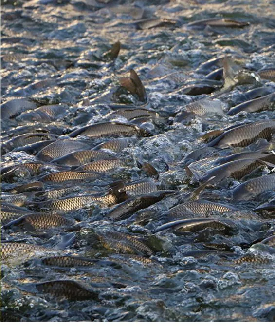 Factory Price From China Granular Feed Grade Monodicalcium Phosphate 21%