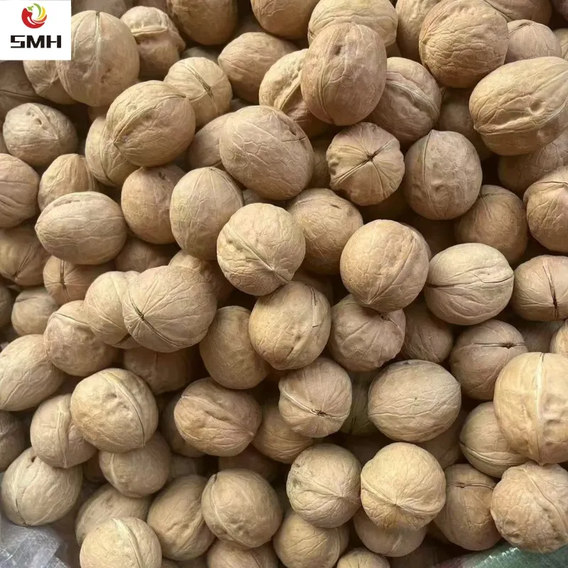 Wholesale/Distribution Dried Walnut in Shell From China