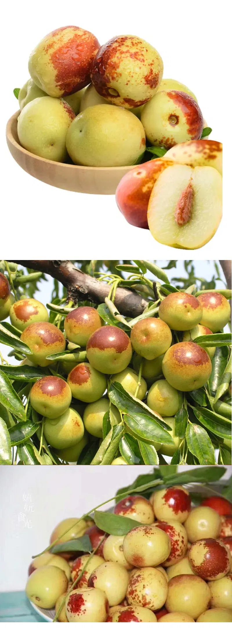 Excellent Quality Fresh Sweet Apple Dates Fresh Jujube Fruits Winter Jujube