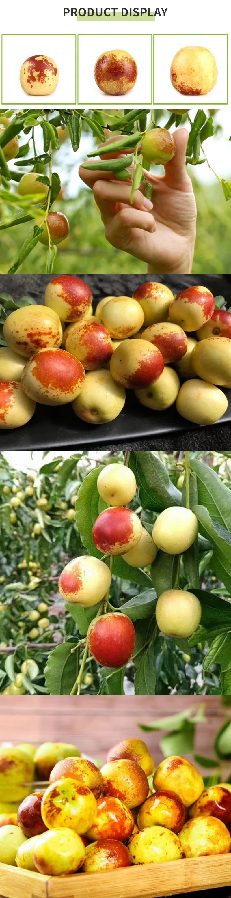 Excellent Quality Fresh Sweet Apple Dates Fresh Jujube Fruits Winter Jujube