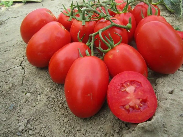 High Yield Good Taste Hybrid F1 Tomato Seeds for Open Land