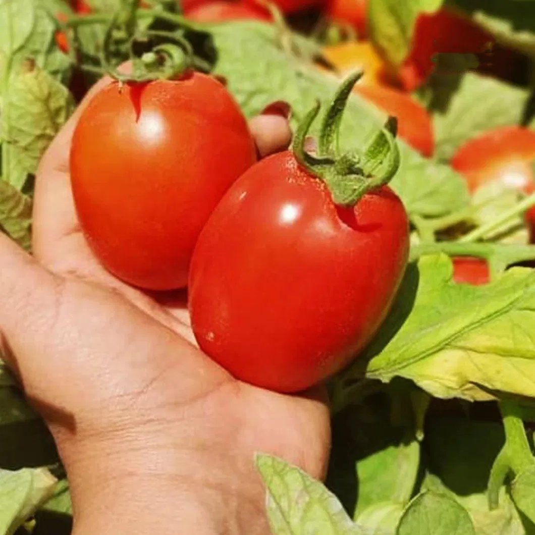 High Yield Good Taste Hybrid F1 Tomato Seeds for Open Land