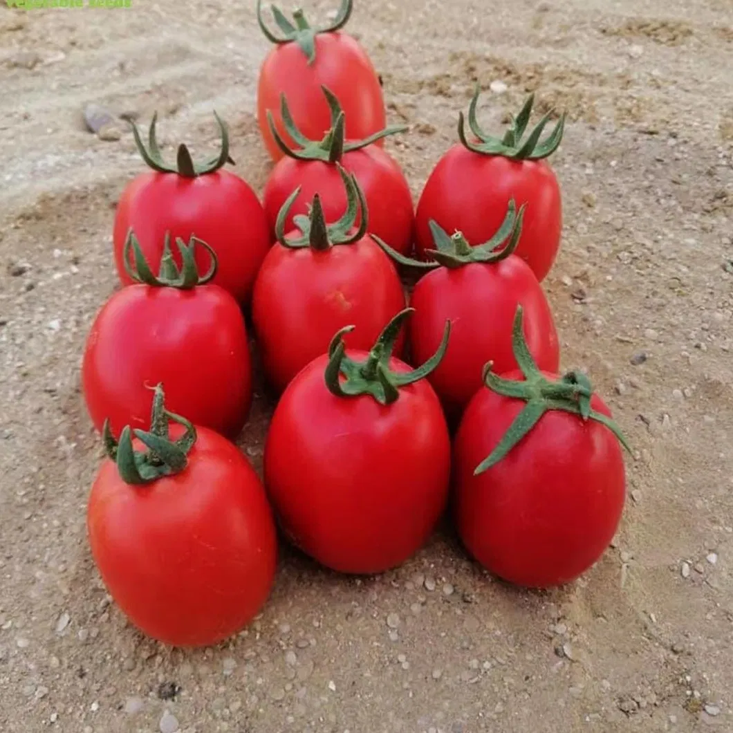 High Yield Good Taste Hybrid F1 Tomato Seeds for Open Land