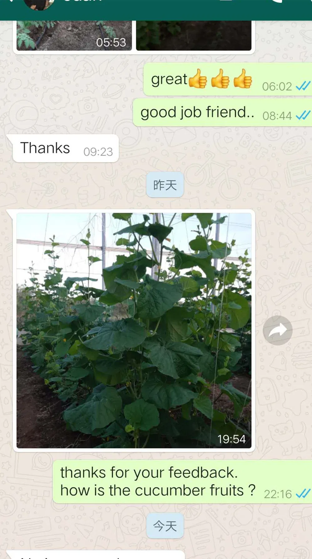 High Yield Good Taste Hybrid F1 Tomato Seeds for Open Land