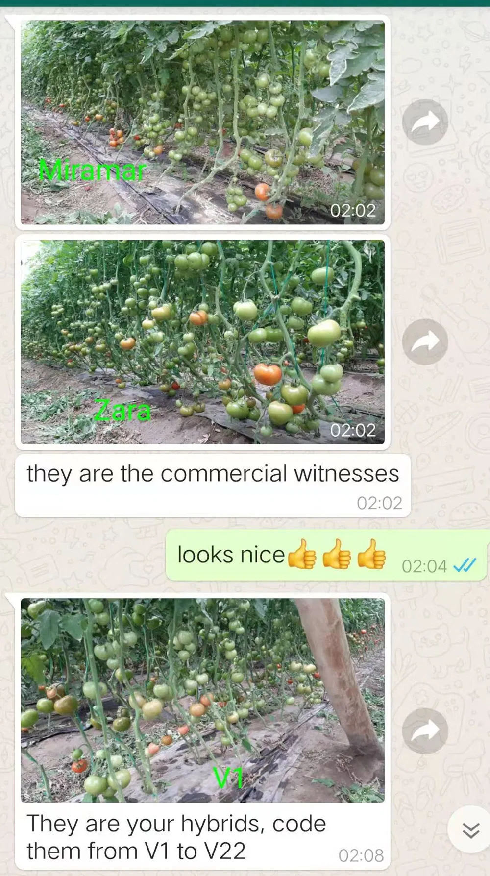High Yield Good Taste Hybrid F1 Tomato Seeds for Open Land