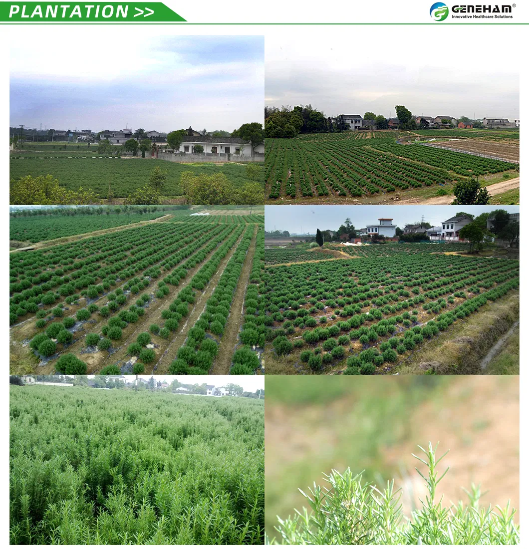 Organic Rosemary Extract for Natural Supplements and Wellness