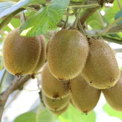 Low Price High Quality Fresh Kiwi Fruit