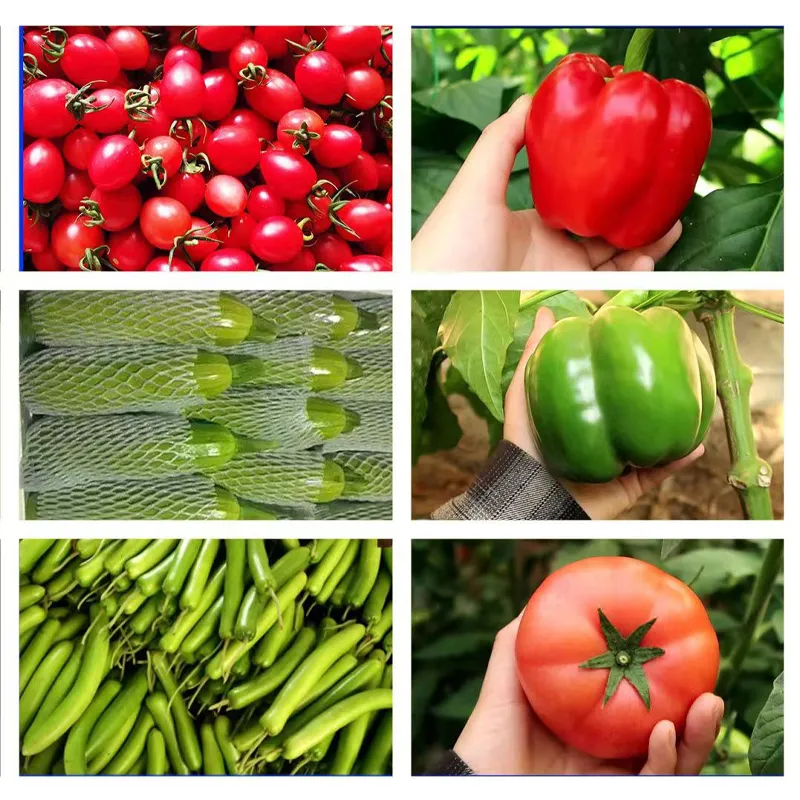 Low Price High Quality Fresh Kiwi Fruit