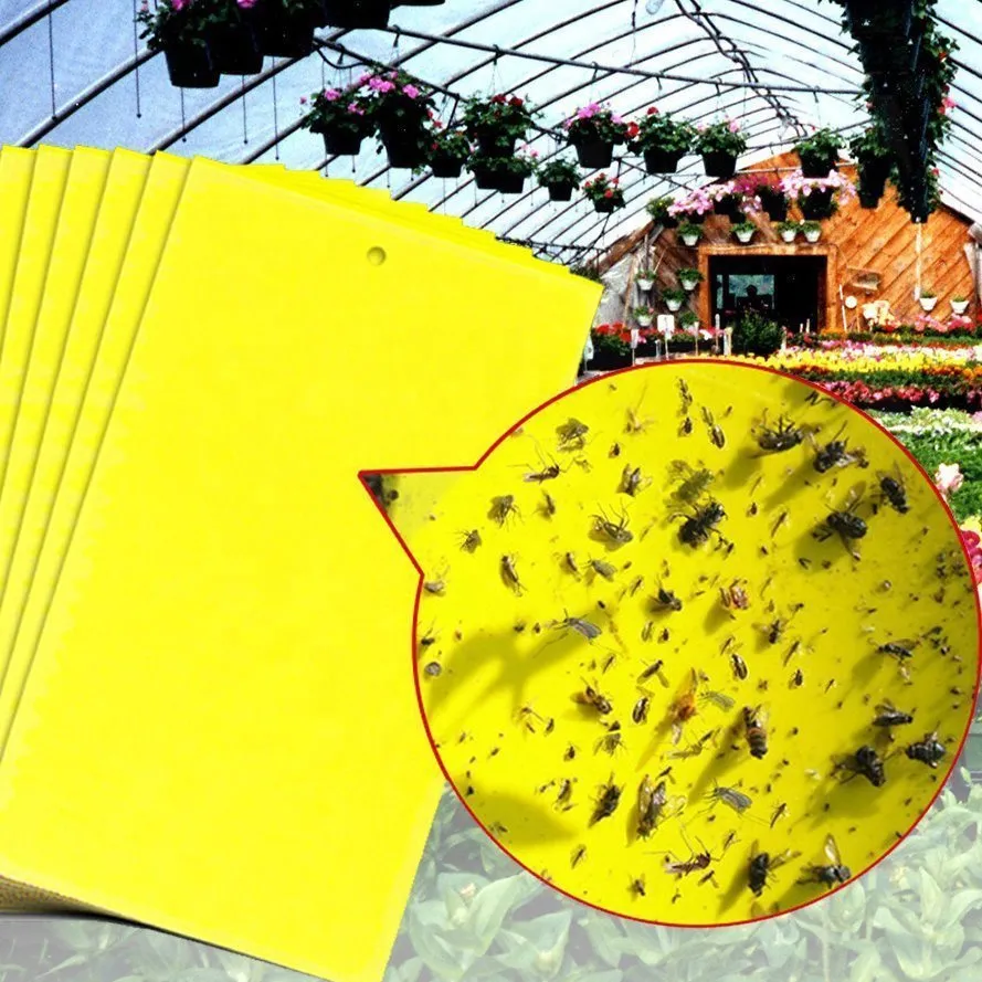 Sticky Traps for White Flies Aphids Leaf Miner