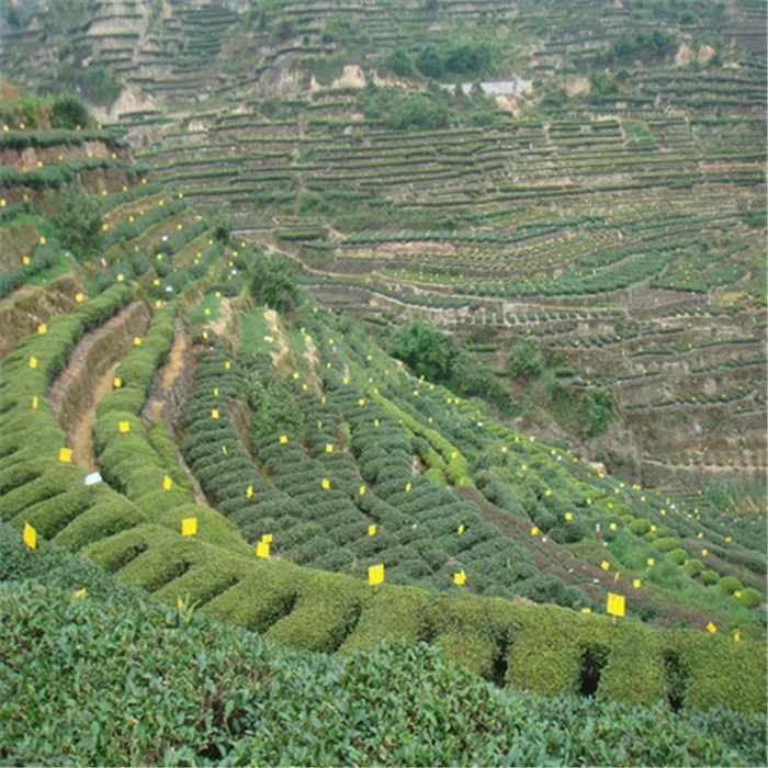 Sticky Traps for White Flies Aphids Leaf Miner