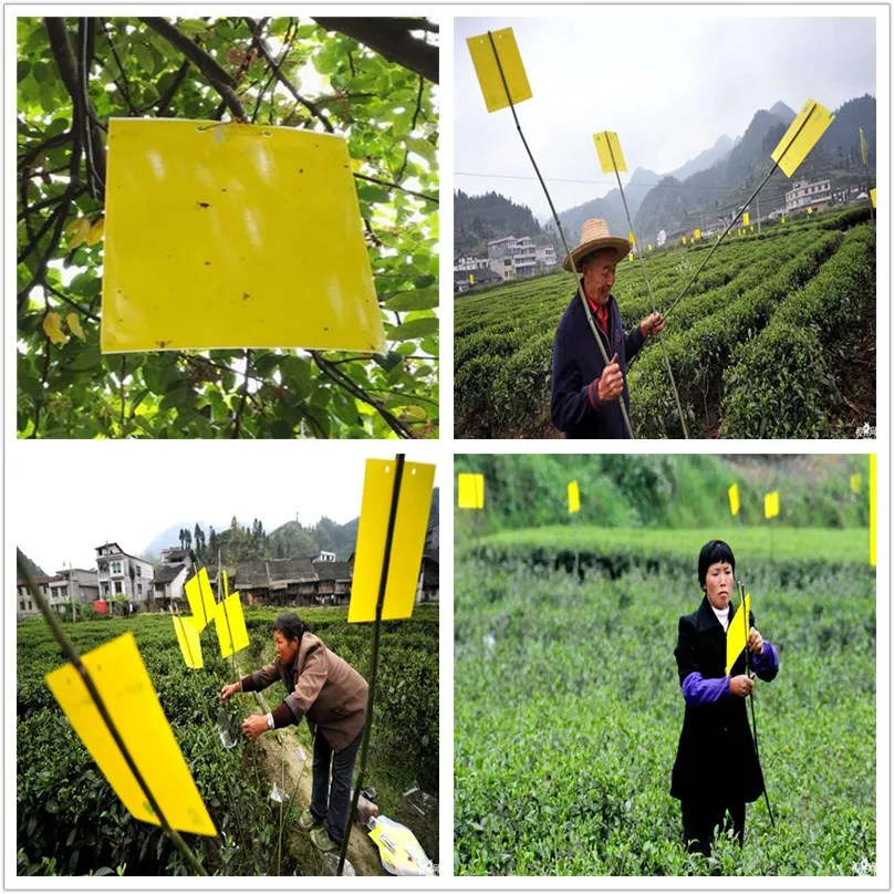 Sticky Traps for White Flies Aphids Leaf Miner