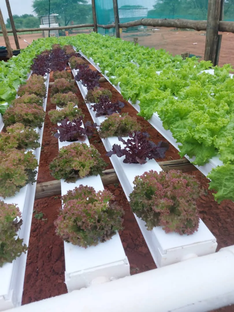 Hydroponics Nft Channel System for Lettuce