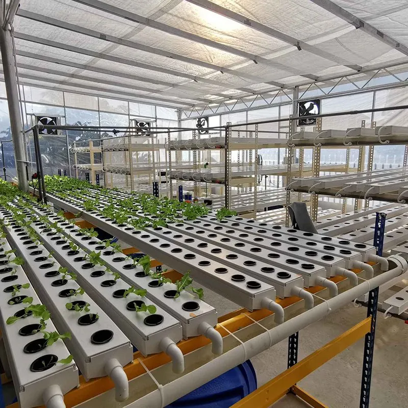 Hydroponics Nft Channel System for Lettuce