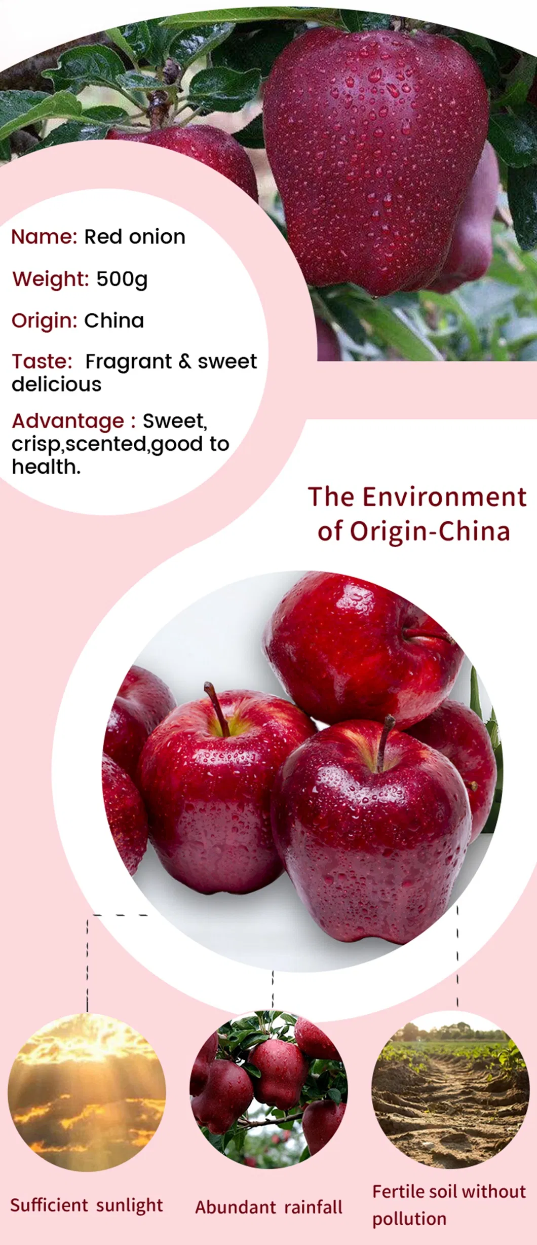China Delicious Red Huaniu Apple Sweet Huaniu Apple Export
