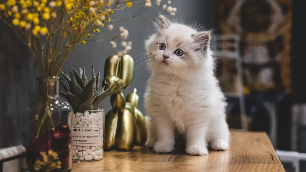 Chicken Flavor Cat Food Palatant Factory Wholesale