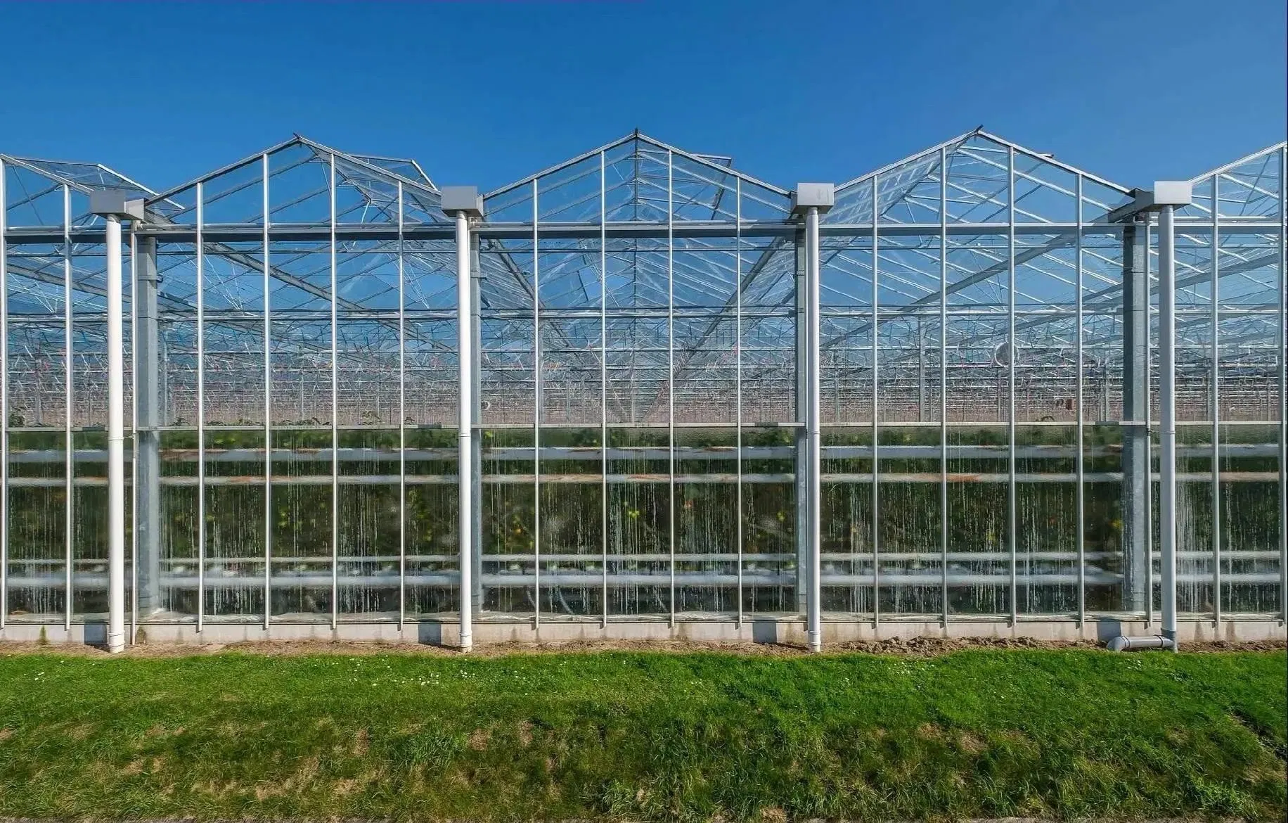 Multi Span Intelligent Glass Green House with Automatic Ventilation and Temperature Control System