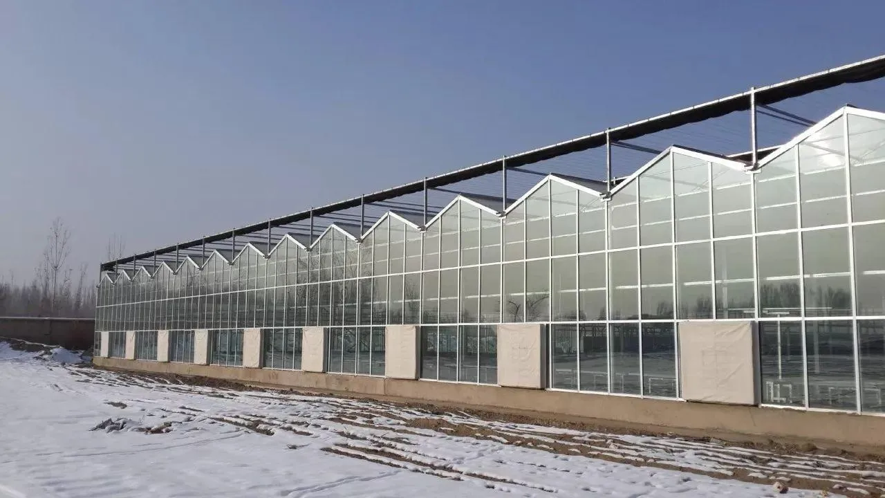 Multi Span Intelligent Glass Green House with Automatic Ventilation and Temperature Control System
