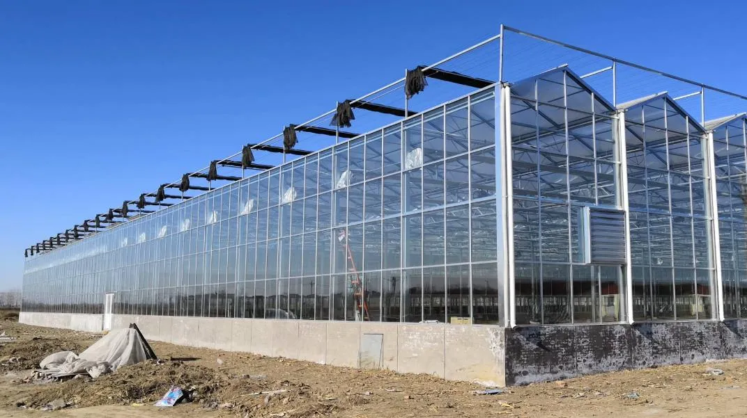Multi Span Intelligent Glass Green House with Automatic Ventilation and Temperature Control System
