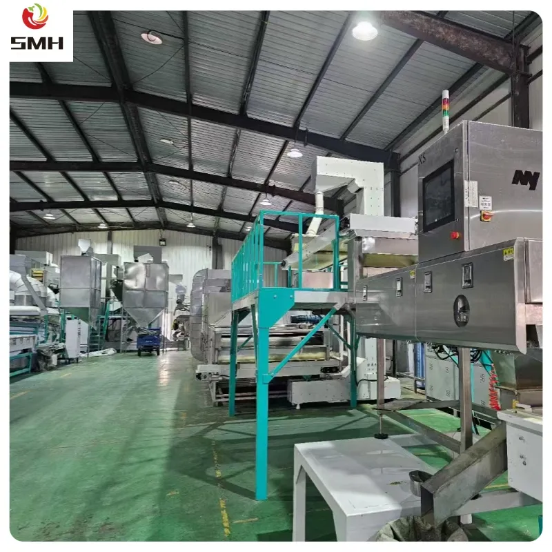 New Harvested China Pumpkin Seeds Kernel in Low Price