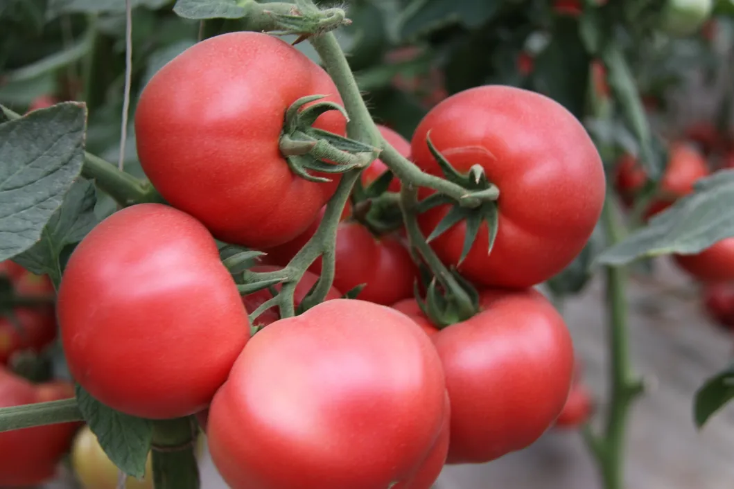 Vegetable Seeds, Hot Selling, Tomato Seeds, High-Yield, Ty Resistant, Red, Hybrid, High Temperature Resistant