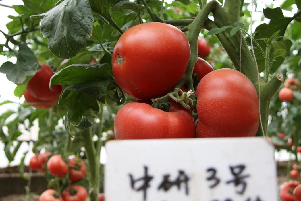 Vegetable Seeds, Hot Selling, Tomato Seeds, High-Yield, Ty Resistant, Red, Hybrid, High Temperature Resistant