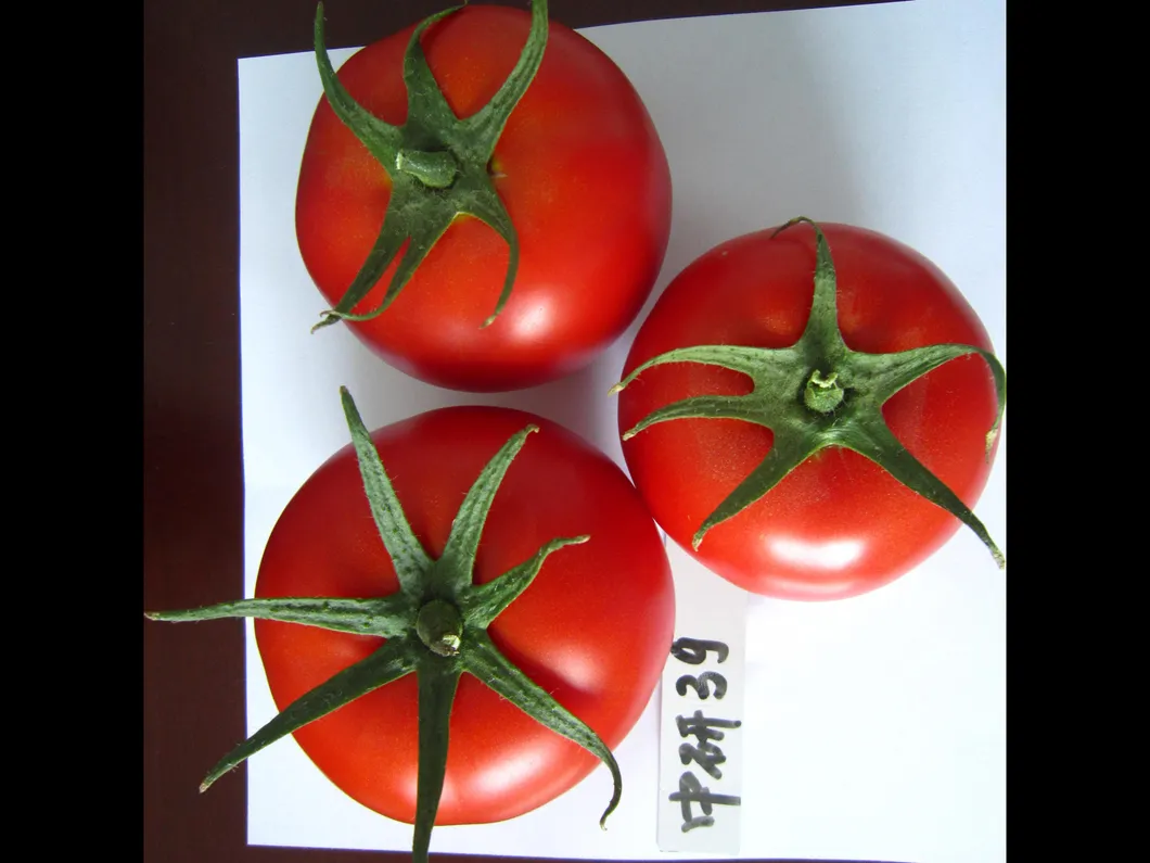 Vegetable Seeds, Hot Selling, Tomato Seeds, High-Yield, Ty Resistant, Red, Hybrid, High Temperature Resistant