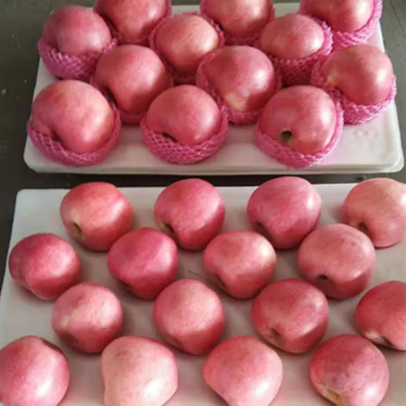 Blush Red Paper Bagged FUJI Fresh Apples