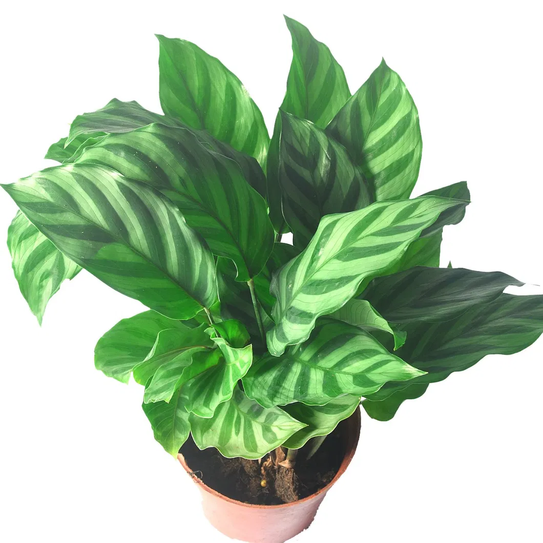 Foliage Plants Calathea Makoyanae. Morr Indoor and Outdoor Decoration Potted Plants
