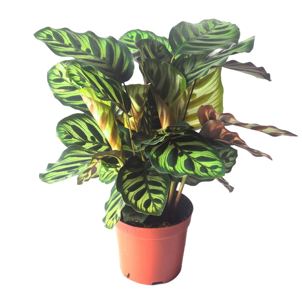 Foliage Plants Calathea Makoyanae. Morr Indoor and Outdoor Decoration Potted Plants