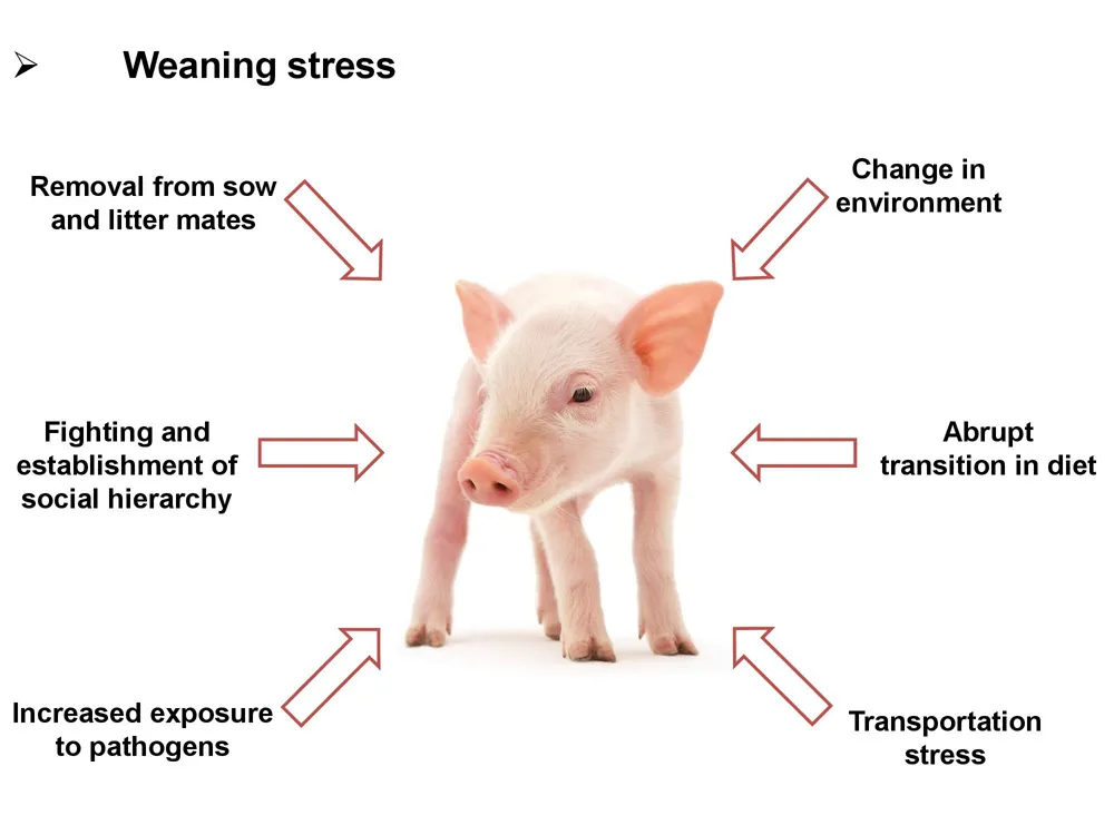 Spray Dried Plasma Protein for Animal Feed Petfood