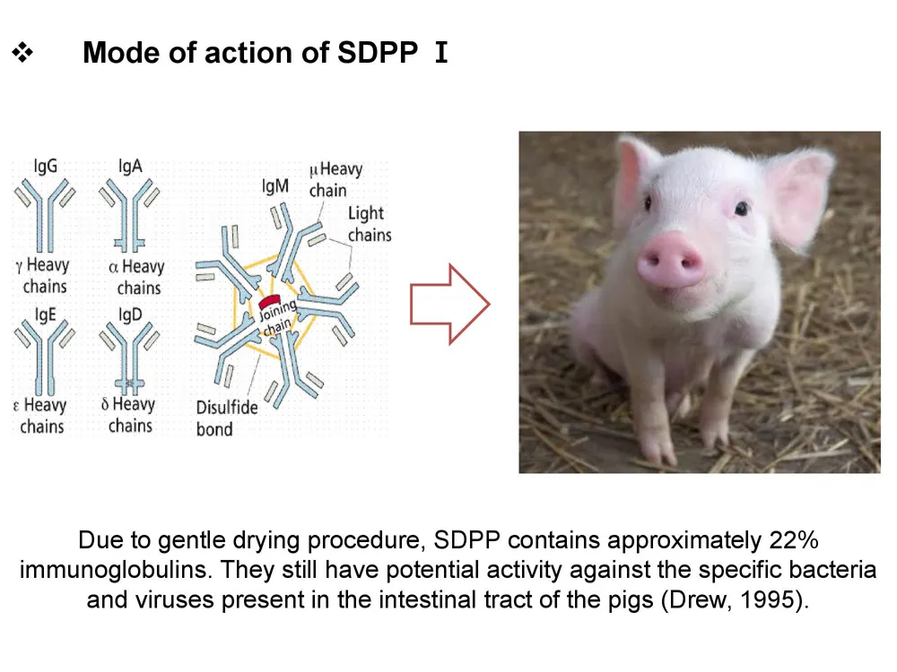 Spray Dried Plasma Protein for Animal Feed Petfood