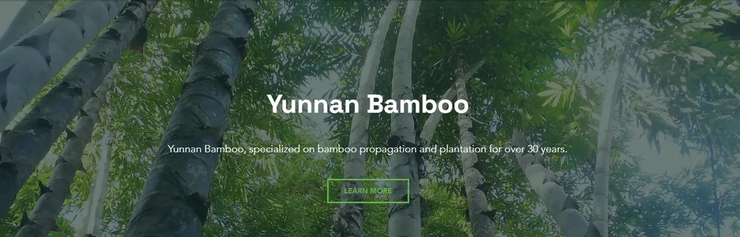 Naturix Moso/Phyllostachys Pubescens Bamboo Seeds for Sale