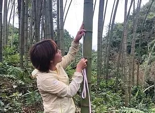 Naturix Moso/Phyllostachys Pubescens Bamboo Seeds for Sale