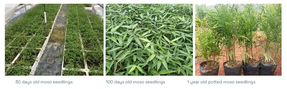 Naturix Moso/Phyllostachys Pubescens Bamboo Seeds for Sale