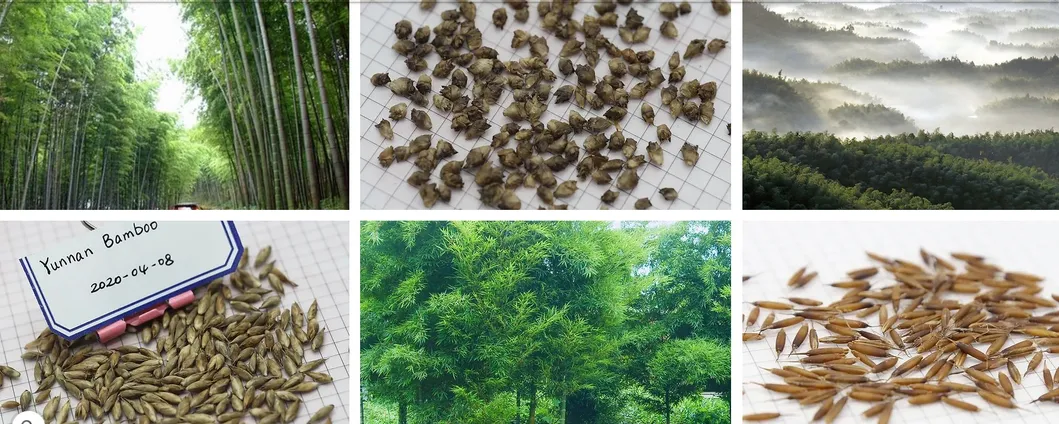 Naturix Moso/Phyllostachys Pubescens Bamboo Seeds for Sale