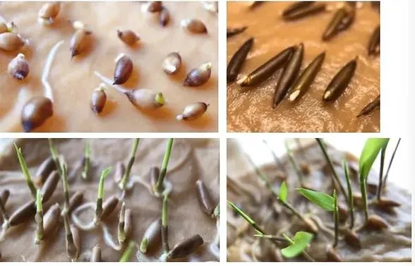 Naturix Moso/Phyllostachys Pubescens Bamboo Seeds for Sale