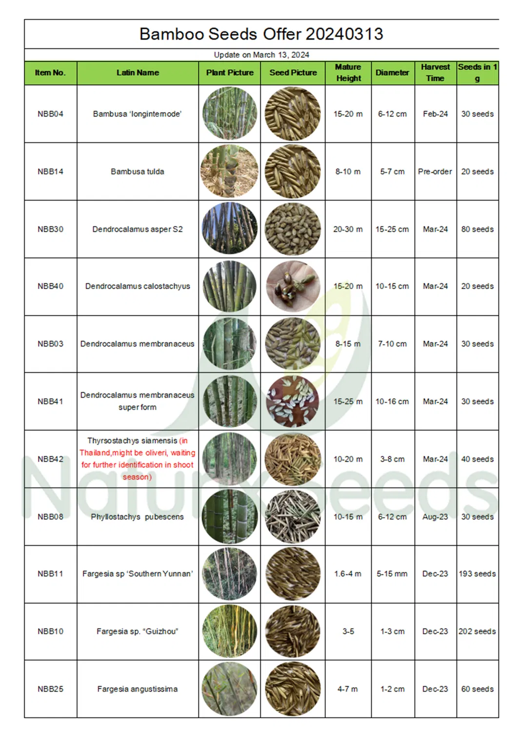 Naturix Moso/Phyllostachys Pubescens Bamboo Seeds for Sale