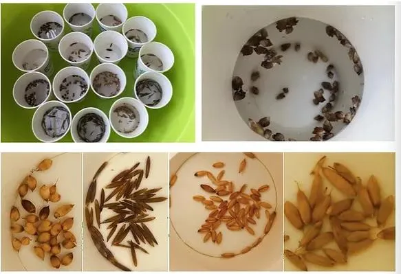 Naturix Moso/Phyllostachys Pubescens Bamboo Seeds for Sale