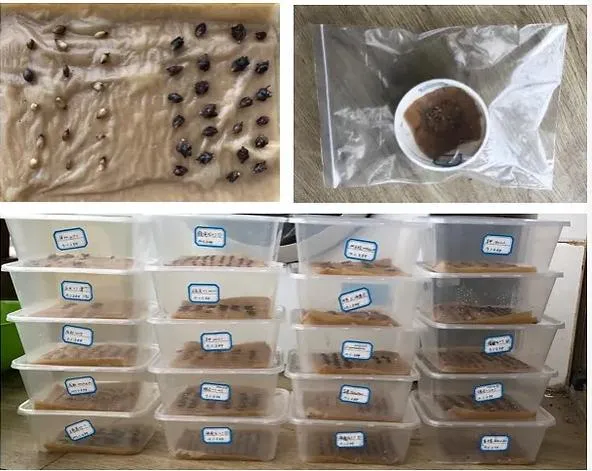 Naturix Moso/Phyllostachys Pubescens Bamboo Seeds for Sale