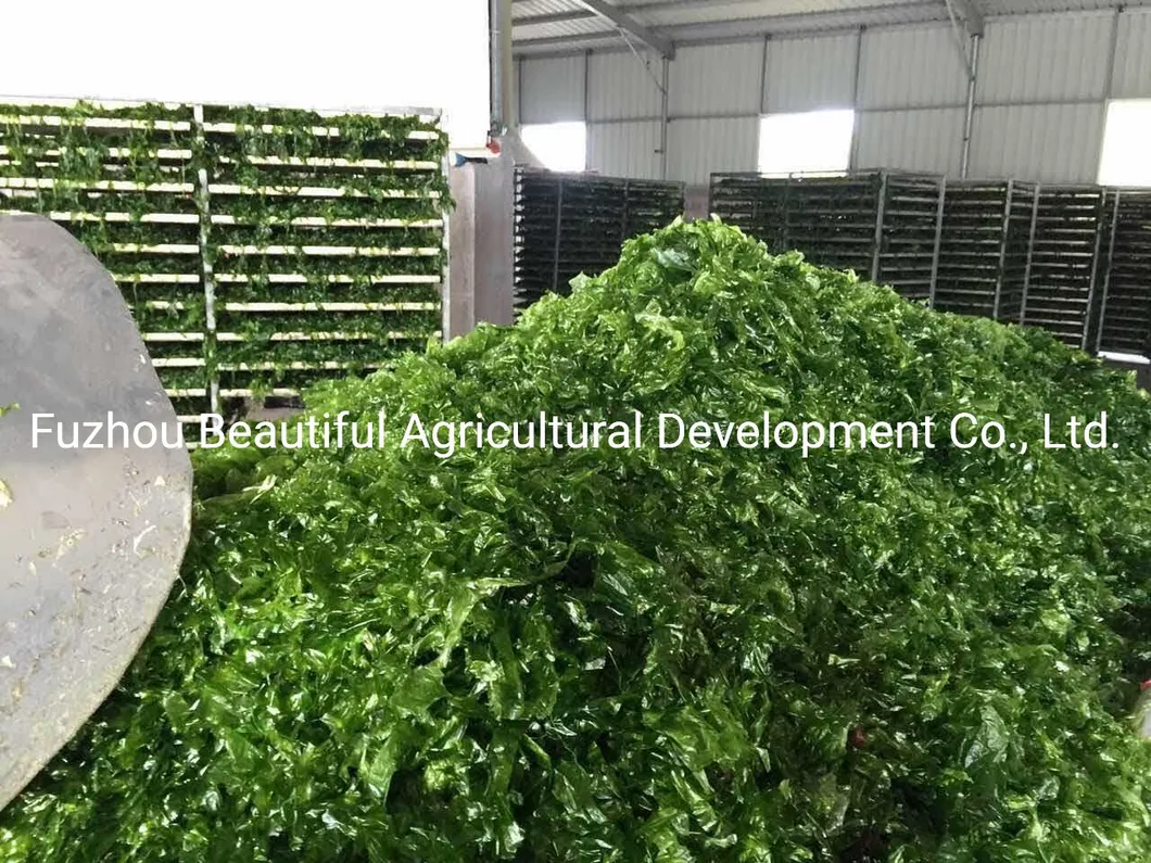 Food Grade Ulva Lactuca/Aonori Seaweed