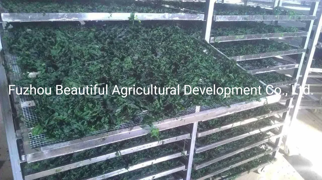 Food Grade Ulva Lactuca/Aonori Seaweed