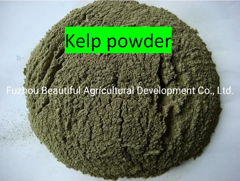 Food Grade Ulva Lactuca/Aonori Seaweed