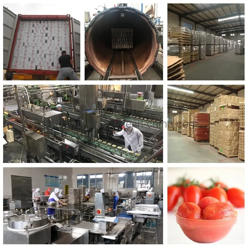Fresh Tomato Canned Peeled Tomato in Water/Tomato Sauce Factory Supply