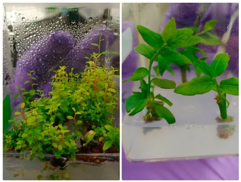 Wholesale Blueberry Tissue Culture Seedlings All Kinds of Fruit Seedlings for Sale