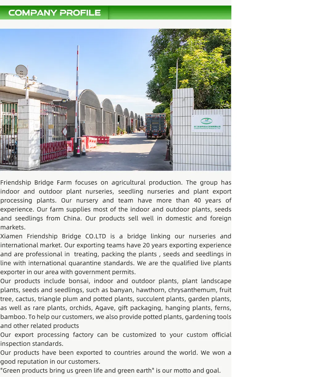 Wholesale Blueberry Tissue Culture Seedlings All Kinds of Fruit Seedlings for Sale