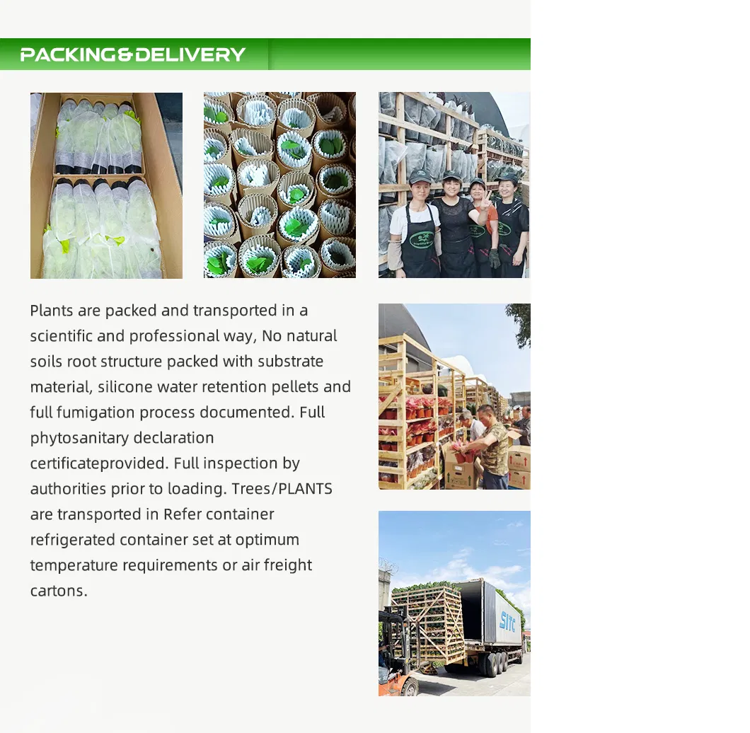 Wholesale Blueberry Tissue Culture Seedlings All Kinds of Fruit Seedlings for Sale