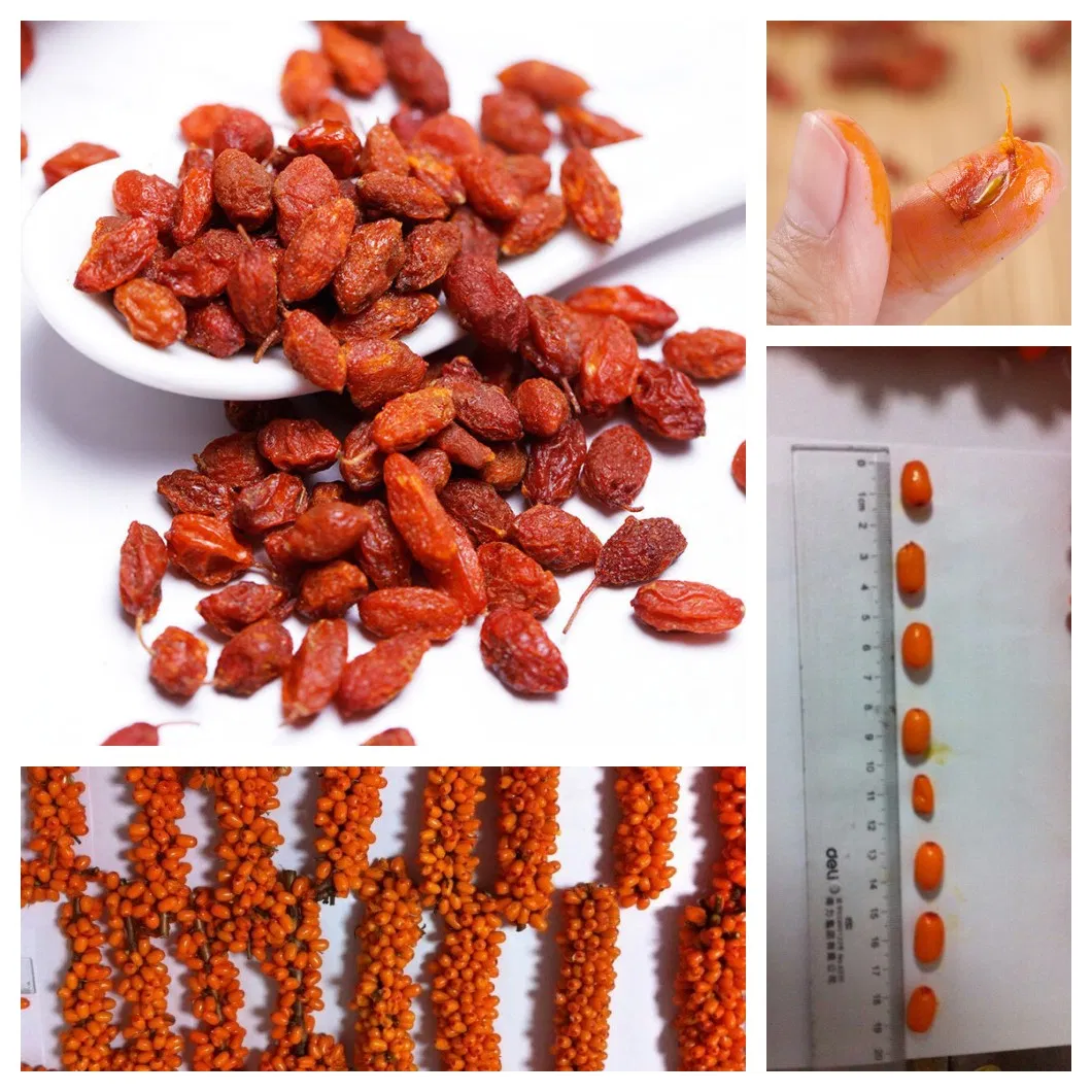 Premium Organic Dried Seabuckthorn Berries Rich in Nutrients