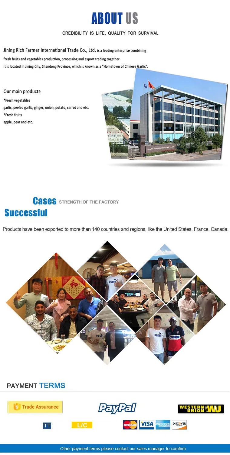 2022 New Crop High Quality Chinese Fresh Ginger for Sale