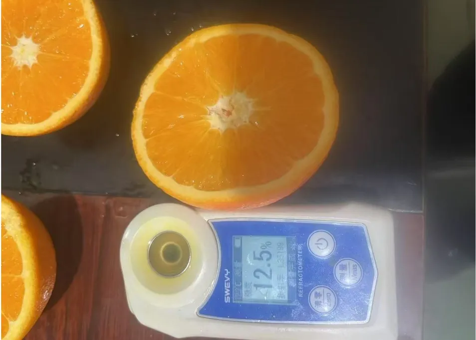 New Crop Navel Orange Super Quality