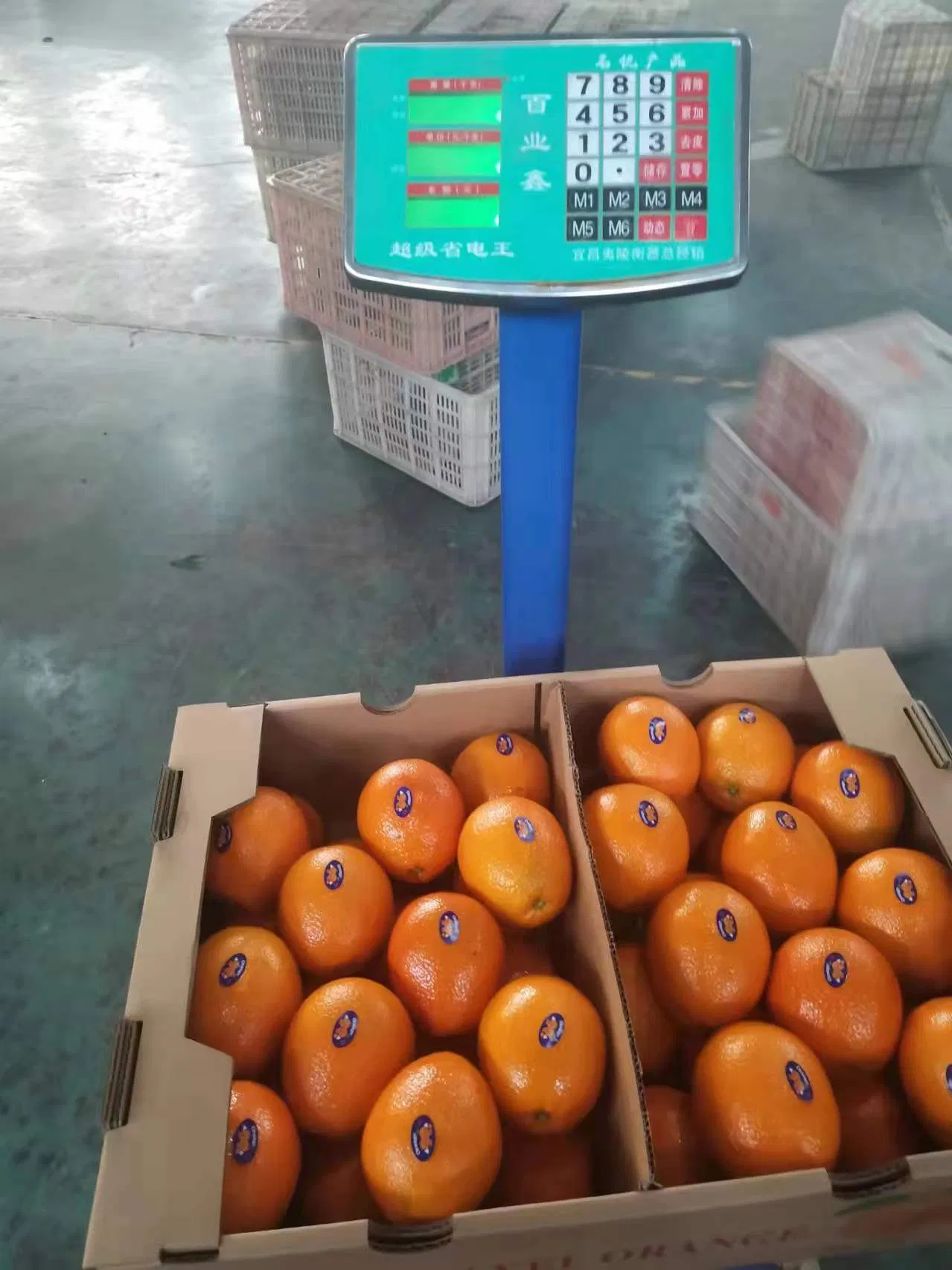 New Crop Navel Orange Super Quality